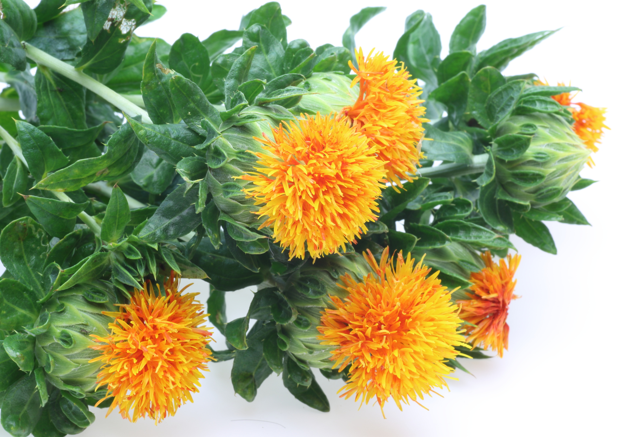Is Safflower Seed Oil Safe During Pregnancy? Healthfully
