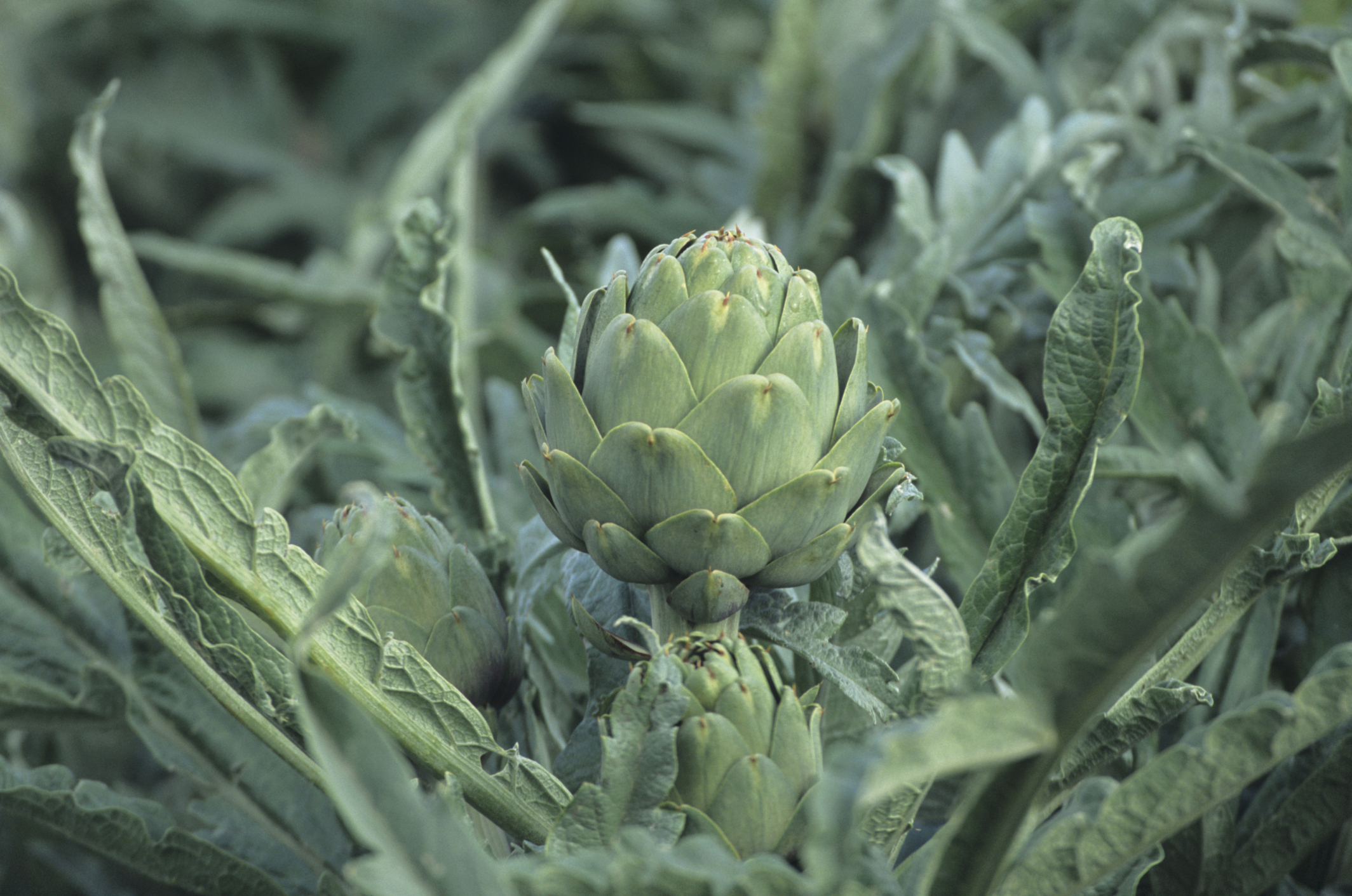 What Are the Benefits of Artichoke Leaf Extract? Healthfully