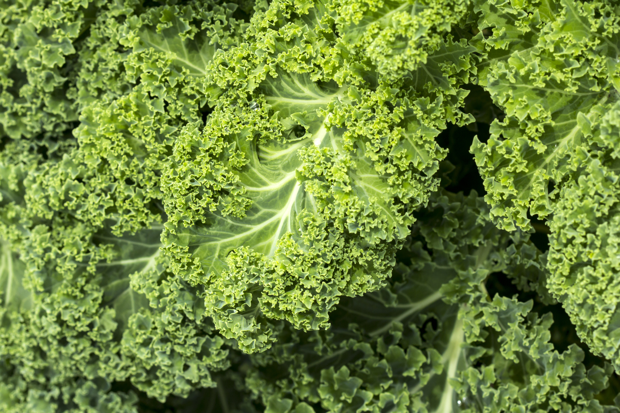 Kale and Its Nutritional Content Healthfully