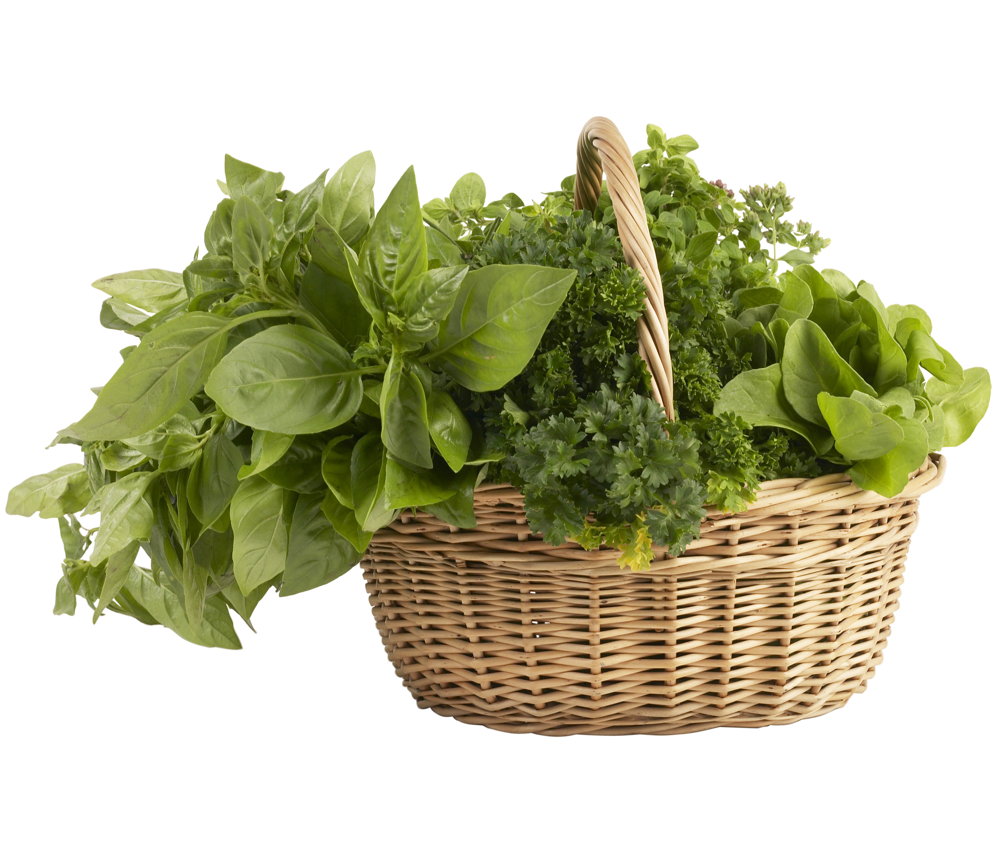 Resultado de imagen para TU PLANTITA DE ALBAHACA