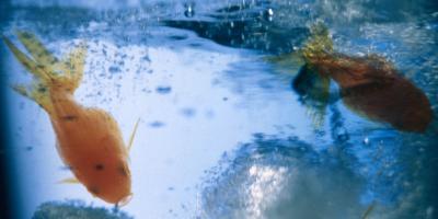 How Long Do Goldfish Have to Mate to Lay Eggs? | Animals - mom.me