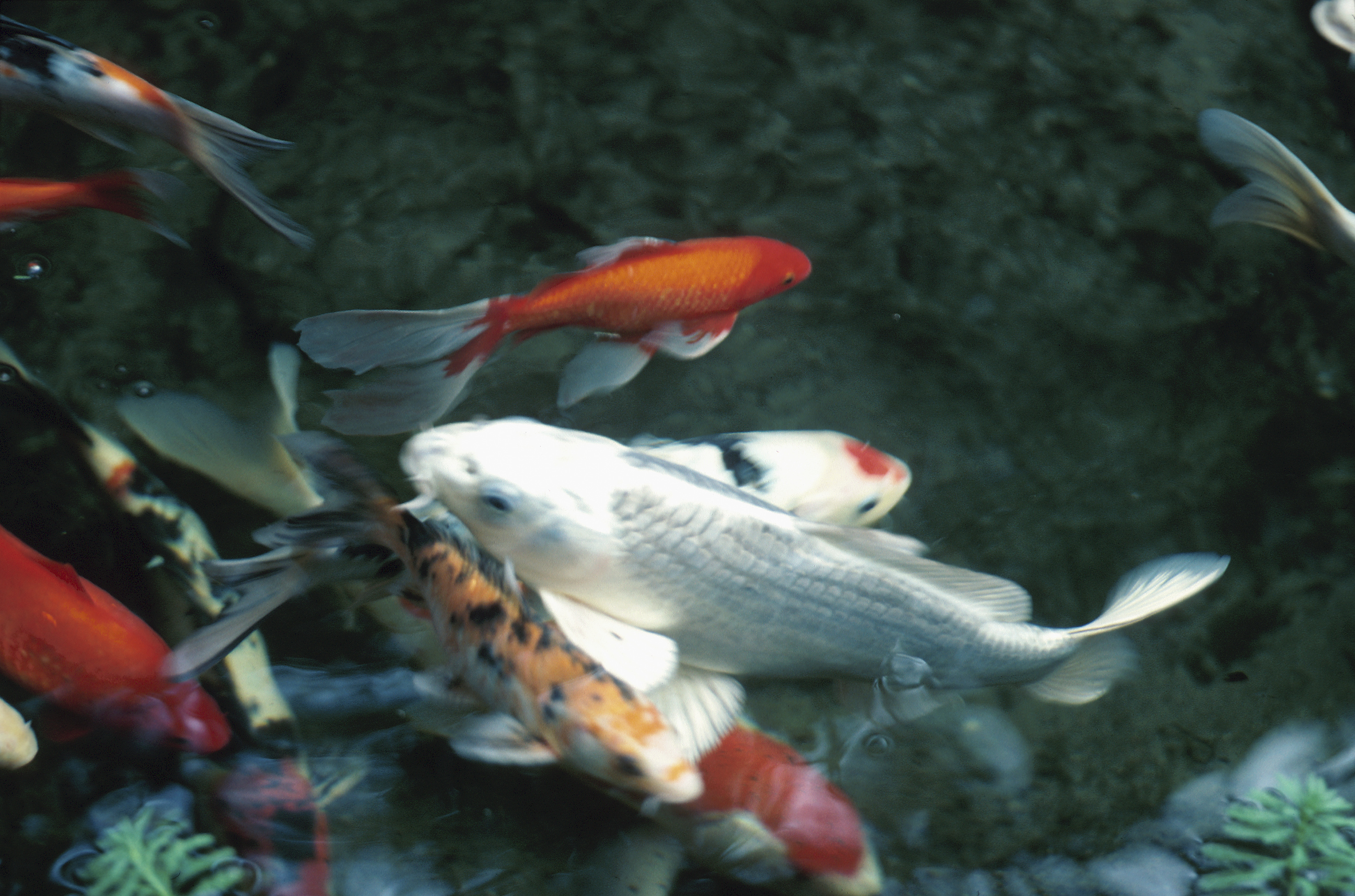 How to Chum & Bait Freshwater Fish Gone Outdoors Your Adventure Awaits