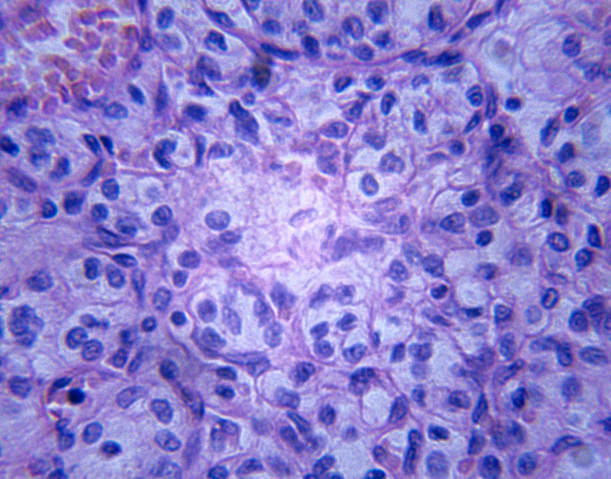 Cell Cycle Facts Sciencing