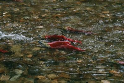 Can Dogs Eat Salmon Berries Can Dogs Eat Salmon Berries
