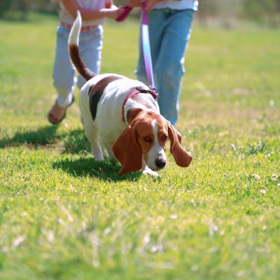 can dogs take ibuprofen can ibuprofen be a substitute for rimadyl in dogs care the daily puppy can dogs take ibuprofen can ibuprofen be a substitute for rimadyl in dogs care the daily puppy