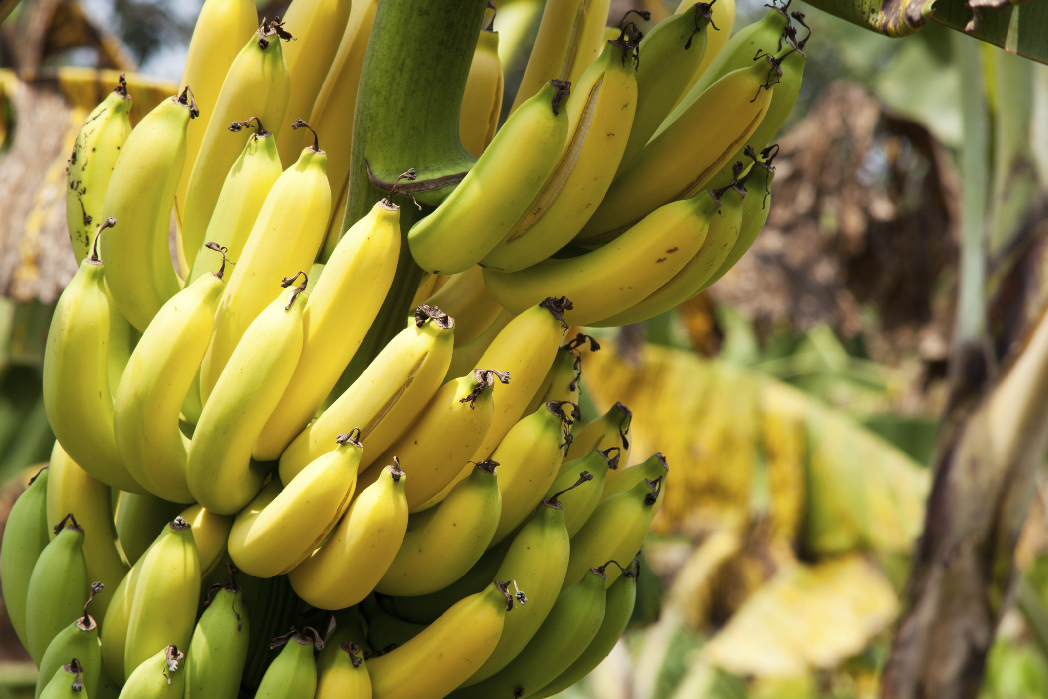Bananas As Brain Food Healthfully