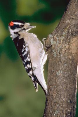 Different Kinds of Woodpeckers in New Hampshire | Animals - mom.me