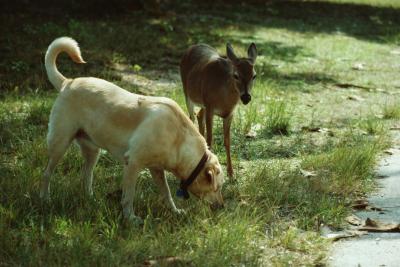 dog licked frontline