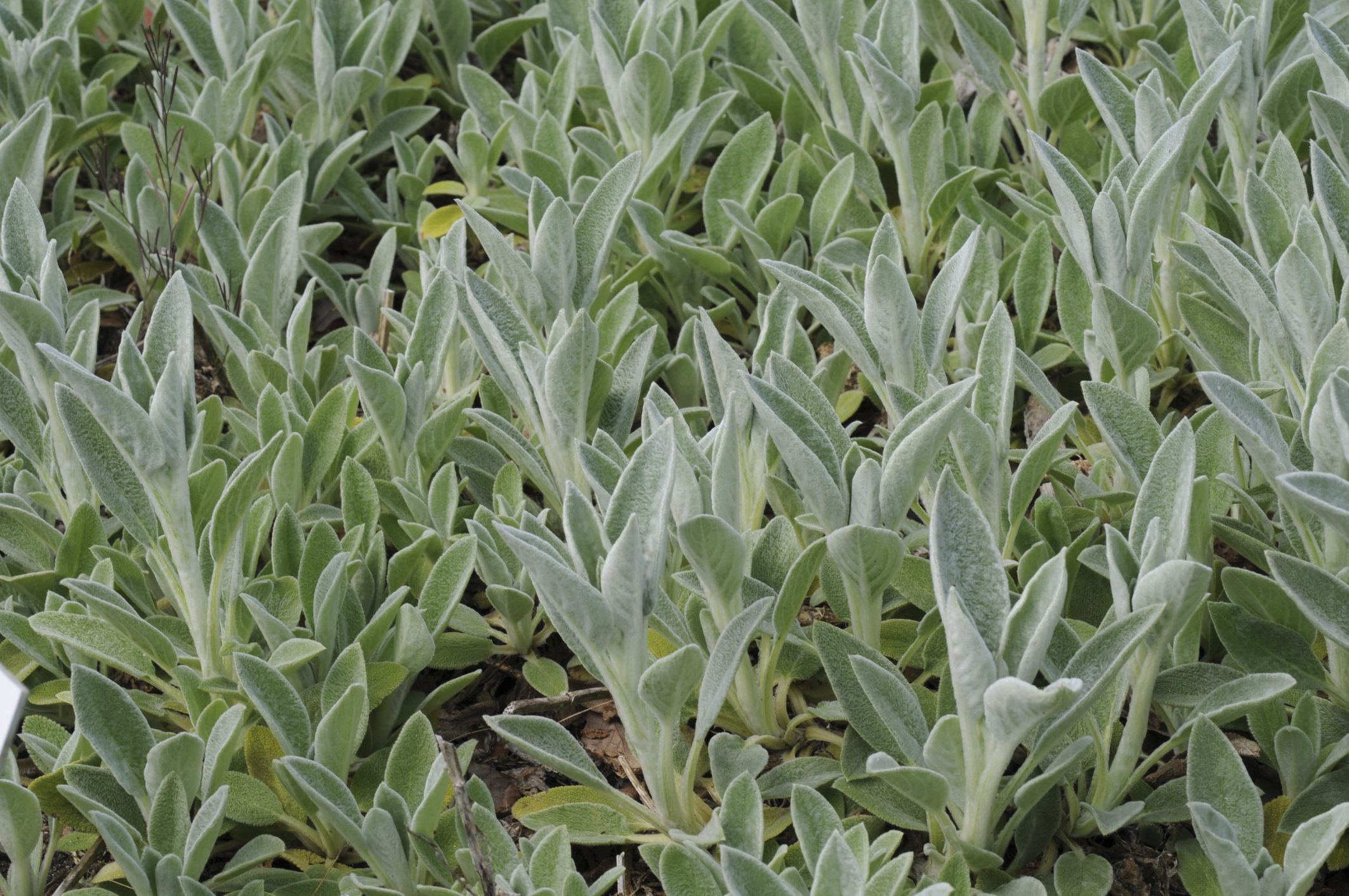 Are Lambs Ear Plants Poisonous To Dogs
