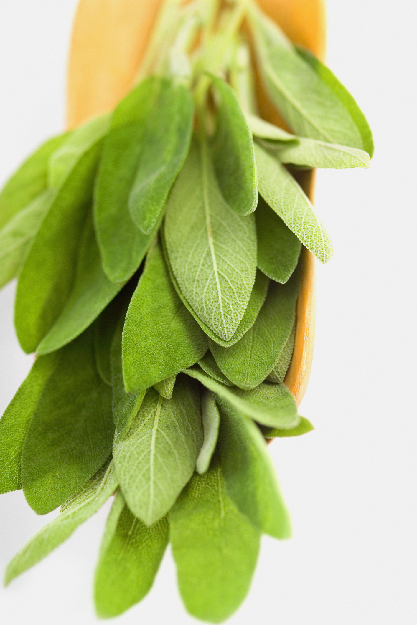 How to Heal With White Sage Healthfully