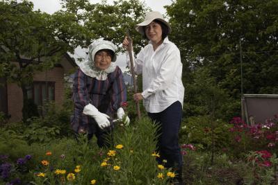 hookworm lawn treatment