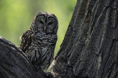 where do barred owls live animals mom me where do barred owls live animals mom me