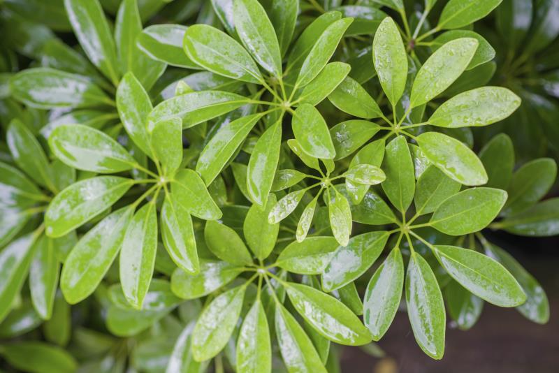 Are Schefflera Plants Poisonous to Iguanas? Home Guides