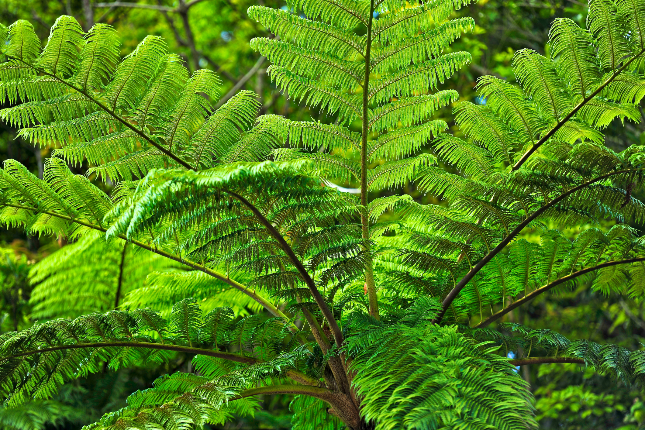 extinct plants with names and pictures