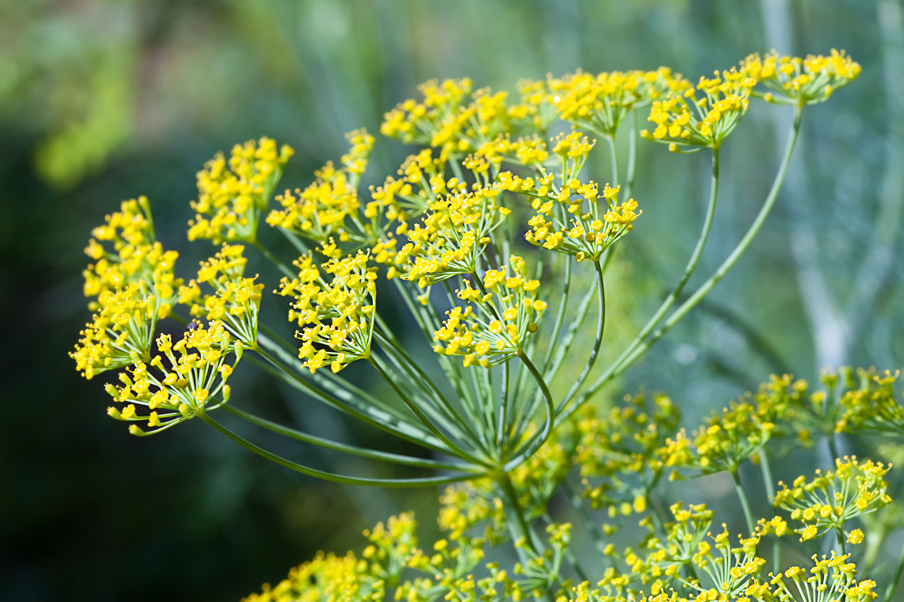 Benefits of Fennel Seed for Male Enhancement Healthfully