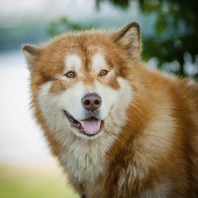 what is considered a puppy what breed of is considered the oldest care the daily puppy what is considered a puppy what breed of is considered the oldest care the daily puppy