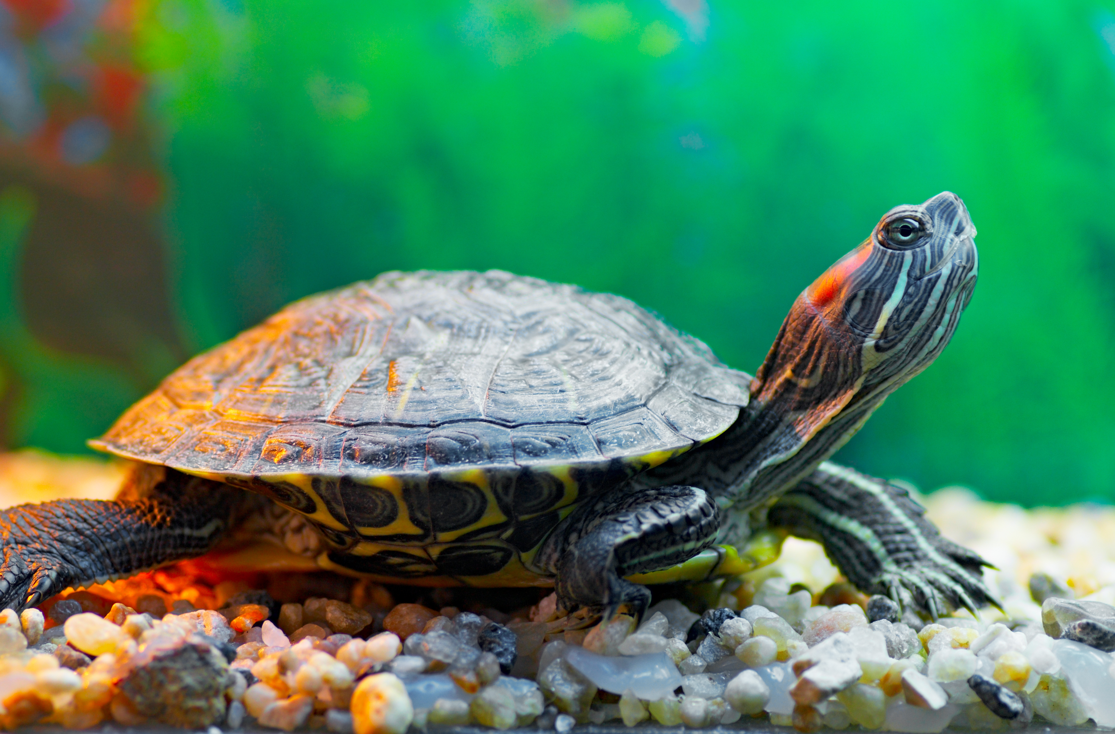 What Are Characteristics Of Turtles