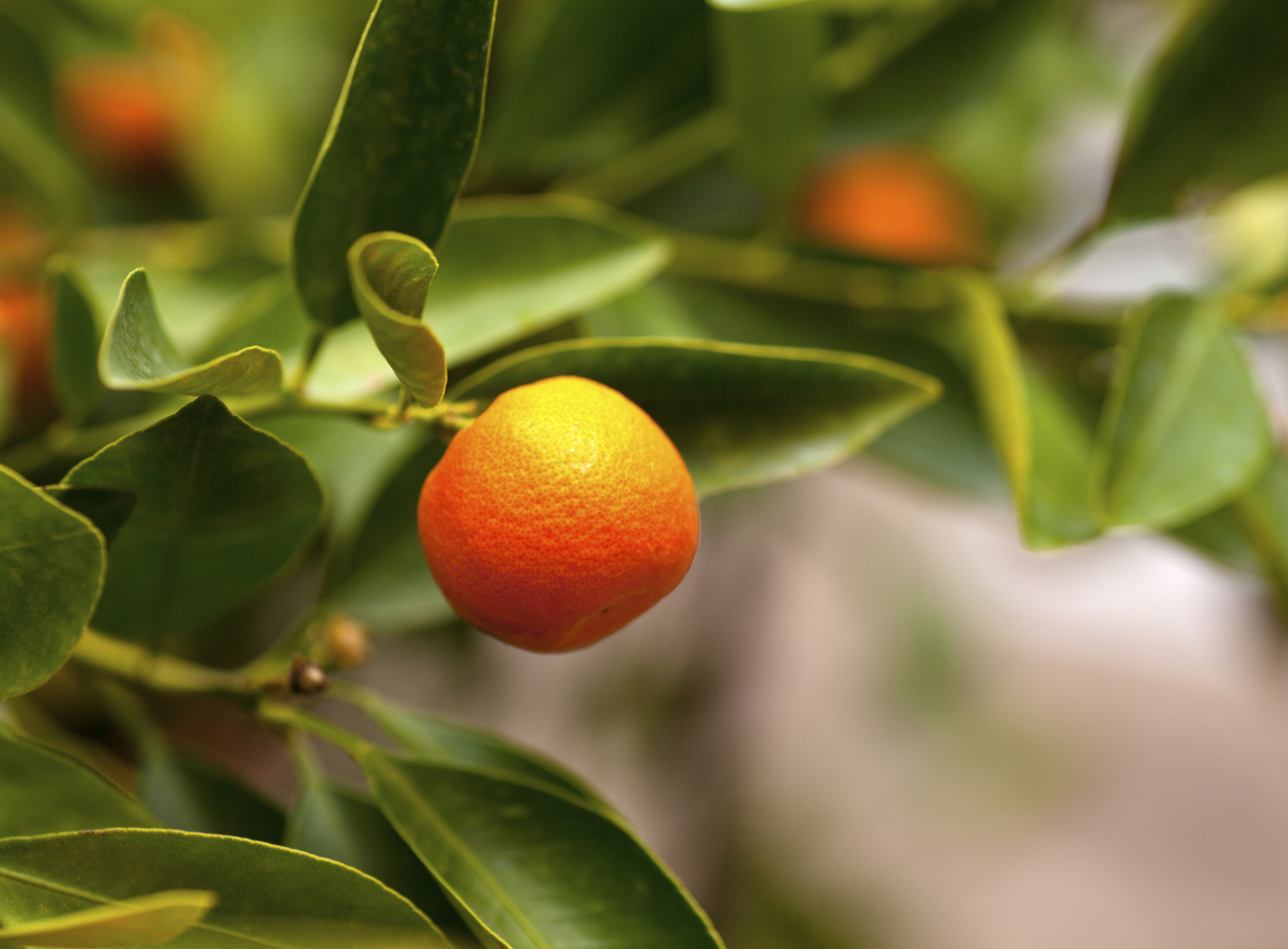 Vitamins in a Tangerine Healthfully