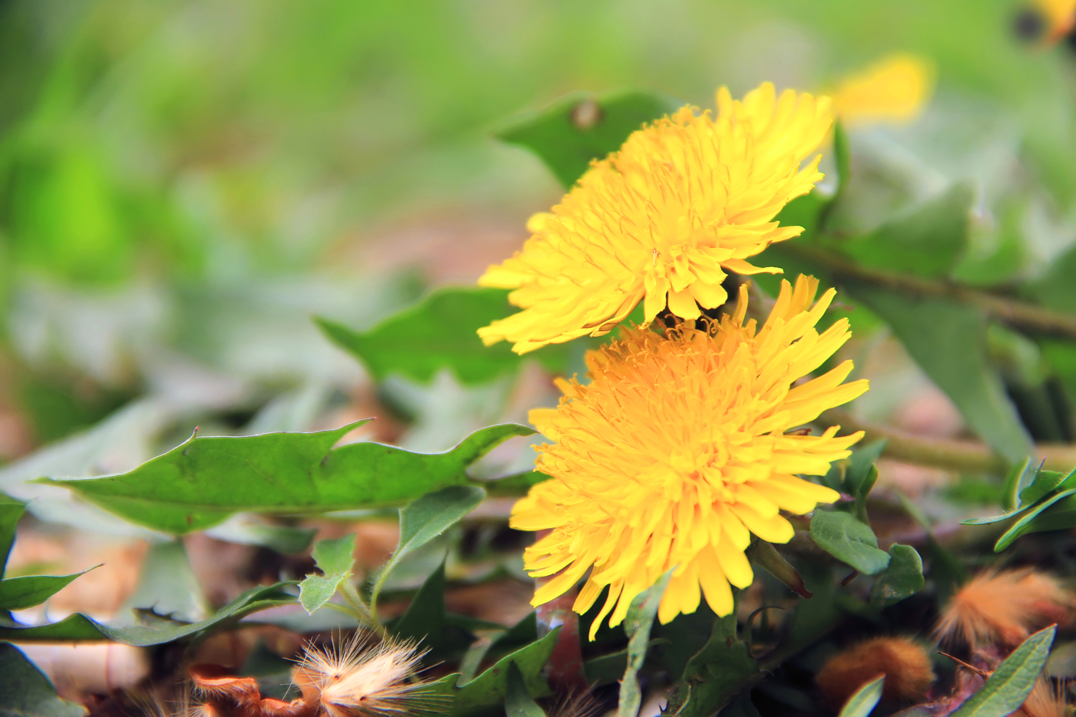 Can You Eat Dandelion Leaves? Healthfully