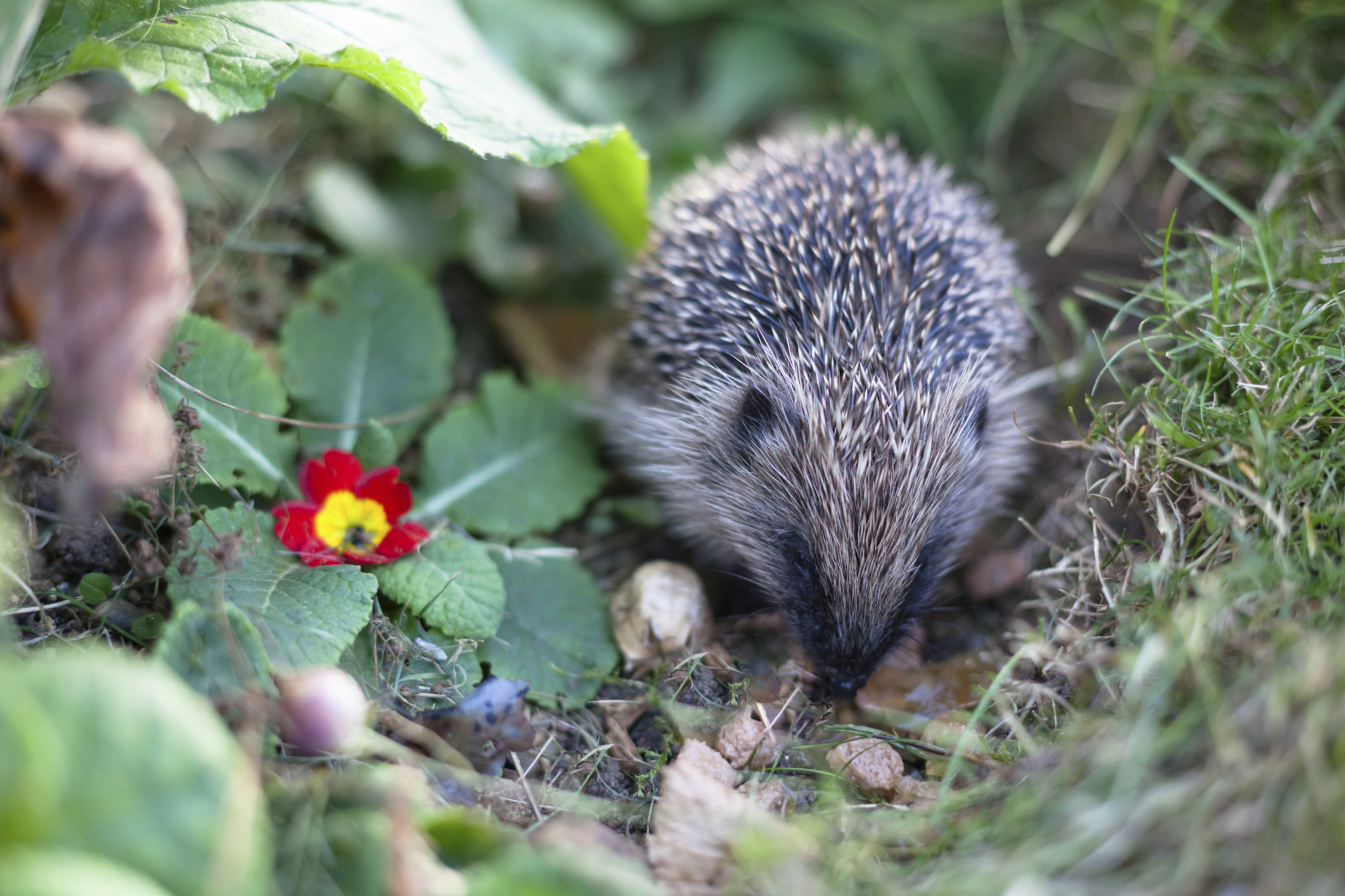 How do squirrels adapt to their habitat?