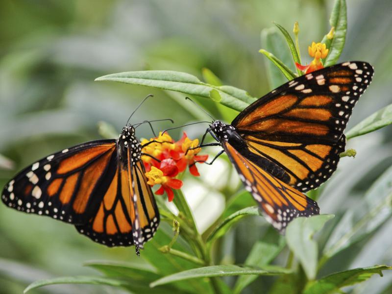 The Best Time to Plant a Butterfly Garden Home Guides SF Gate