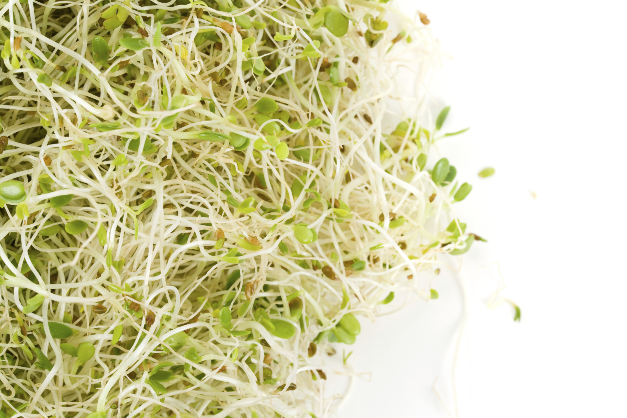 Allergies & Alfalfa Healthfully