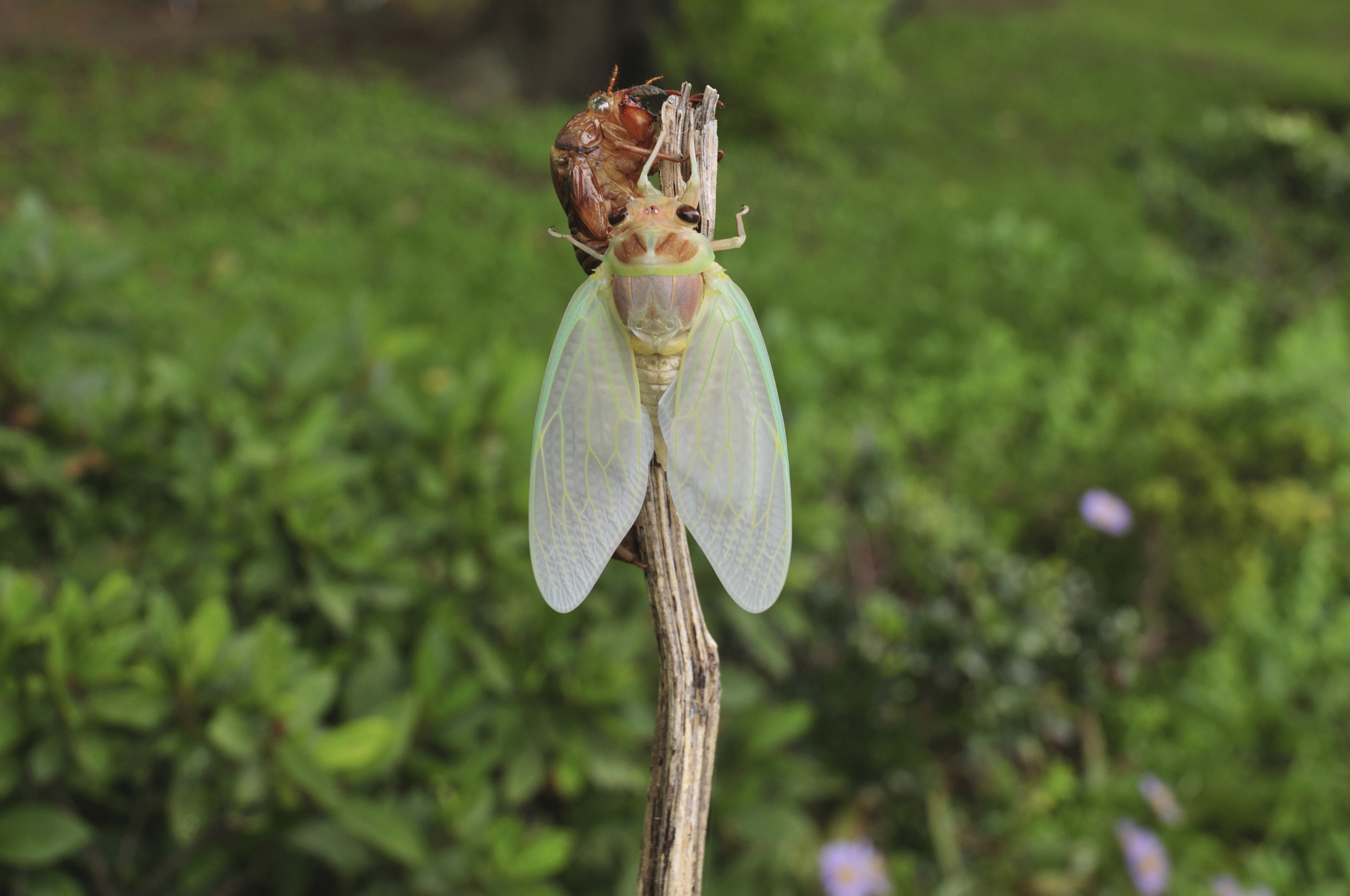 The Differences Between Locusts, and Cicadas Sciencing