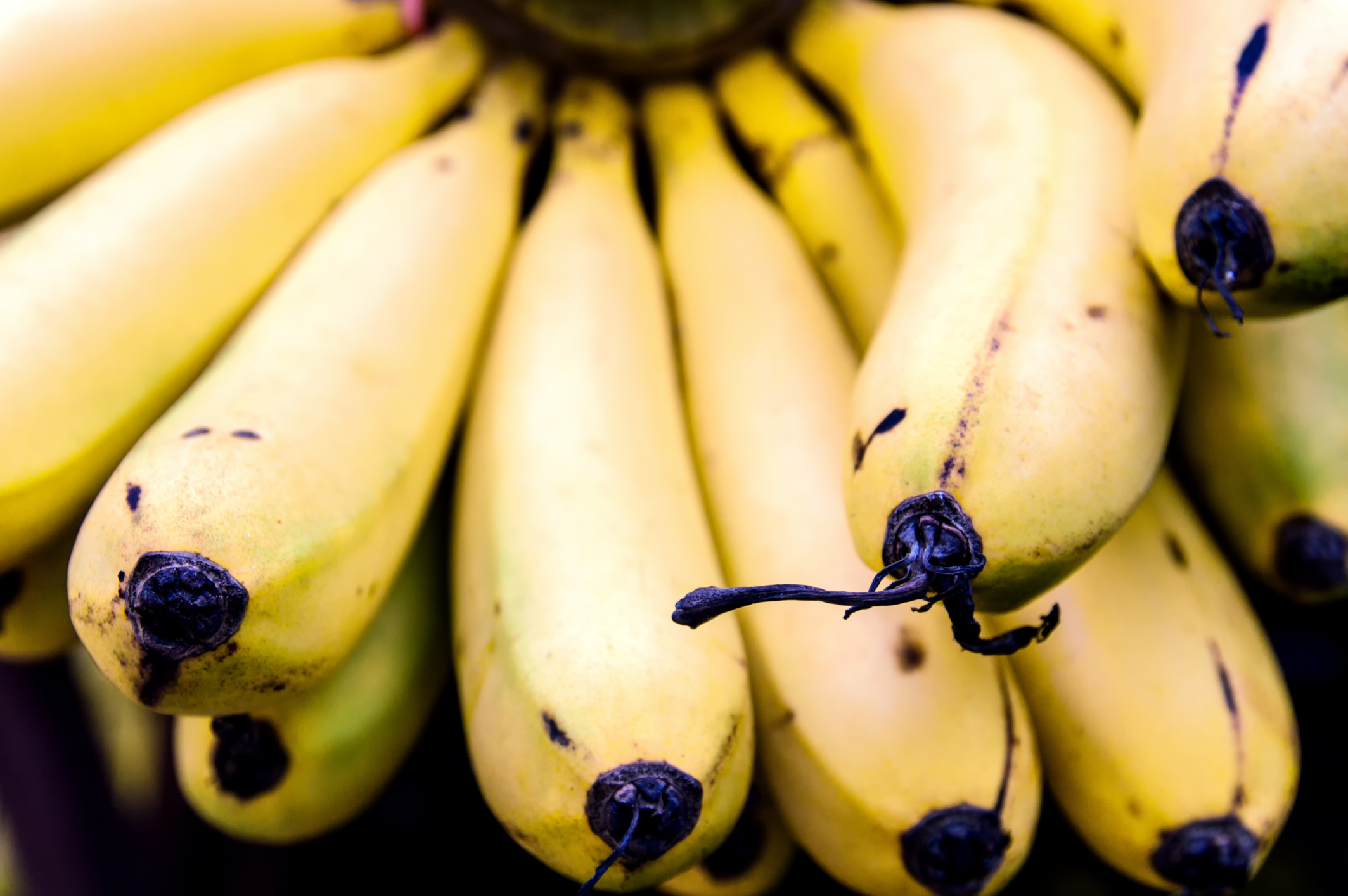 Are Bananas Good for You? Healthfully