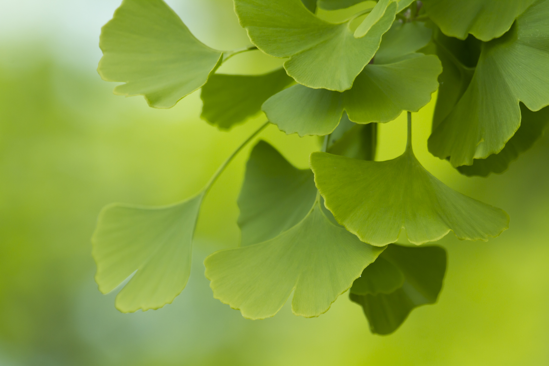 What Does Ginkgo Biloba Do For You at Brian Schlater blog