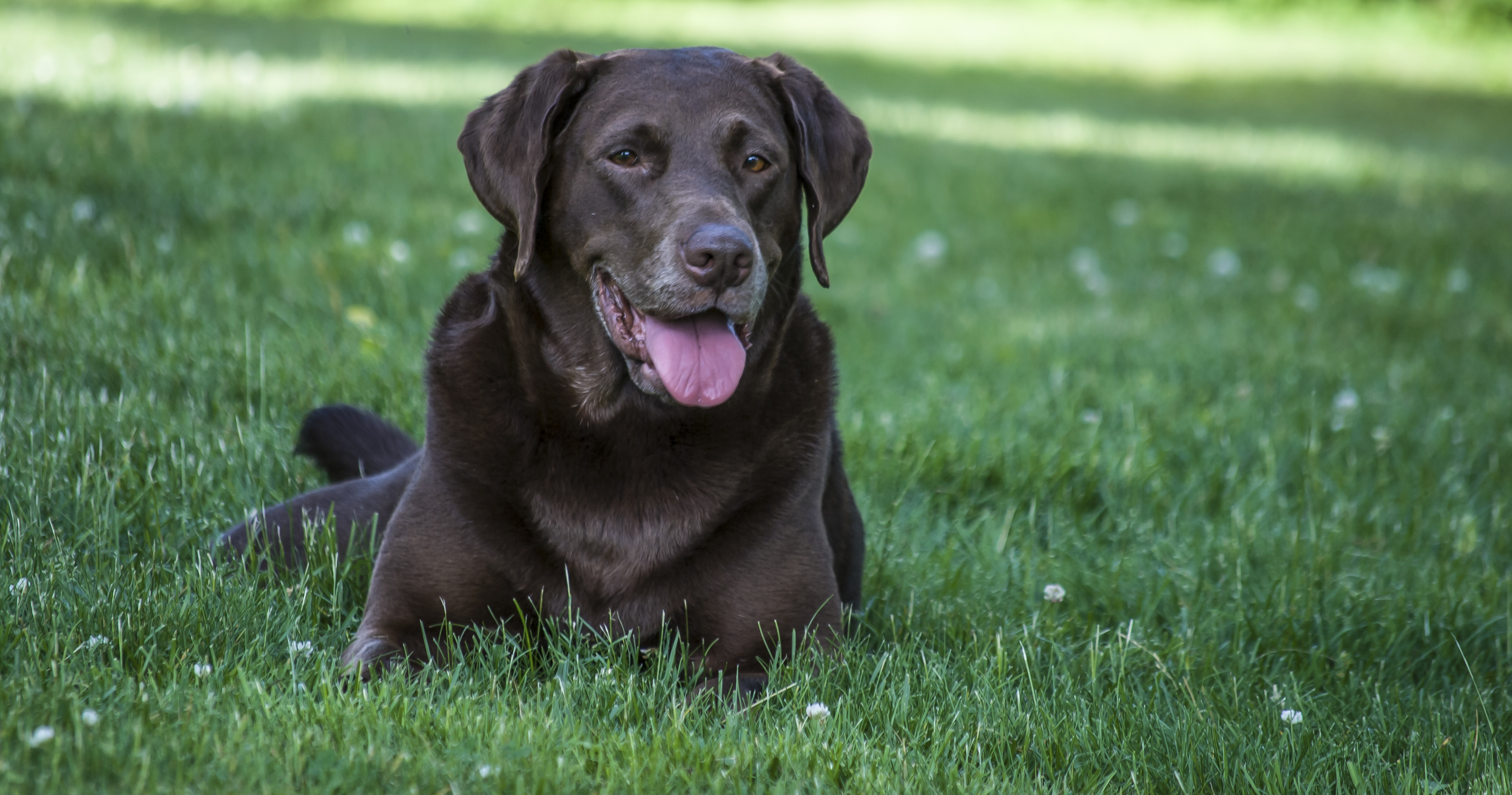 roundworm yard treatment