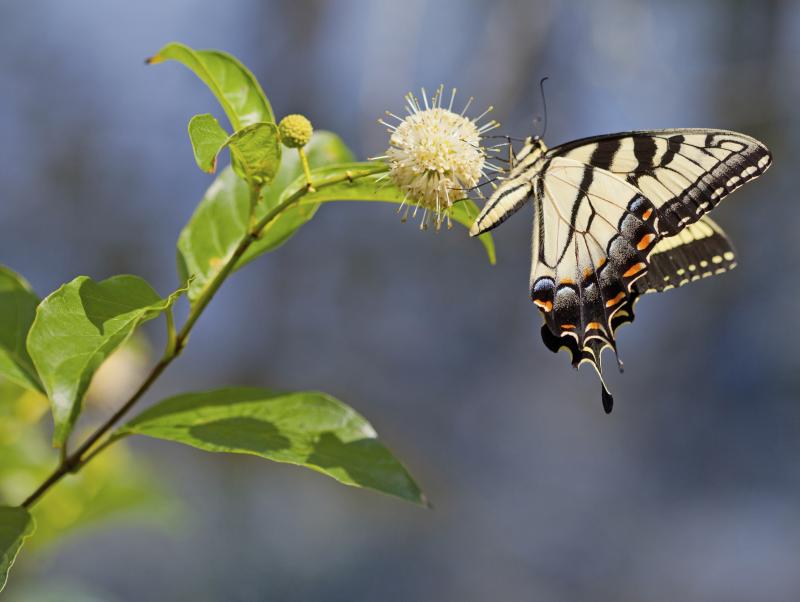 The Best Trees to Plant on a River Bank Home Guides SF Gate