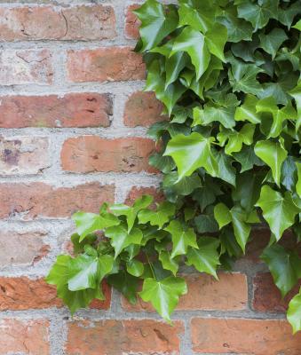 How To Remove Ivy Marks