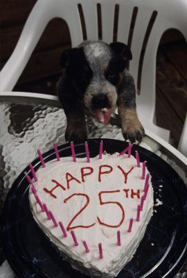 vanilla cake for dogs