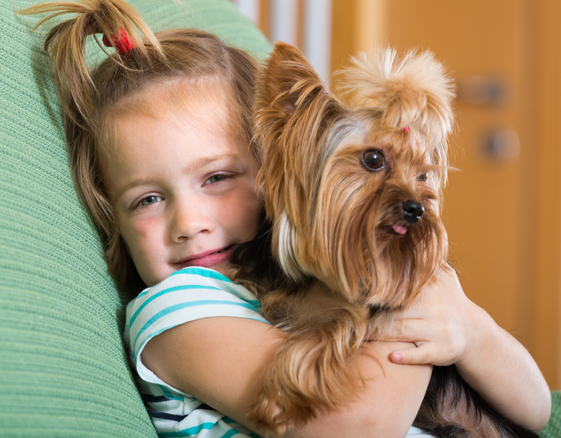 yorkie breeds types types of yorkie breeds yorkie breeds types types of yorkie breeds