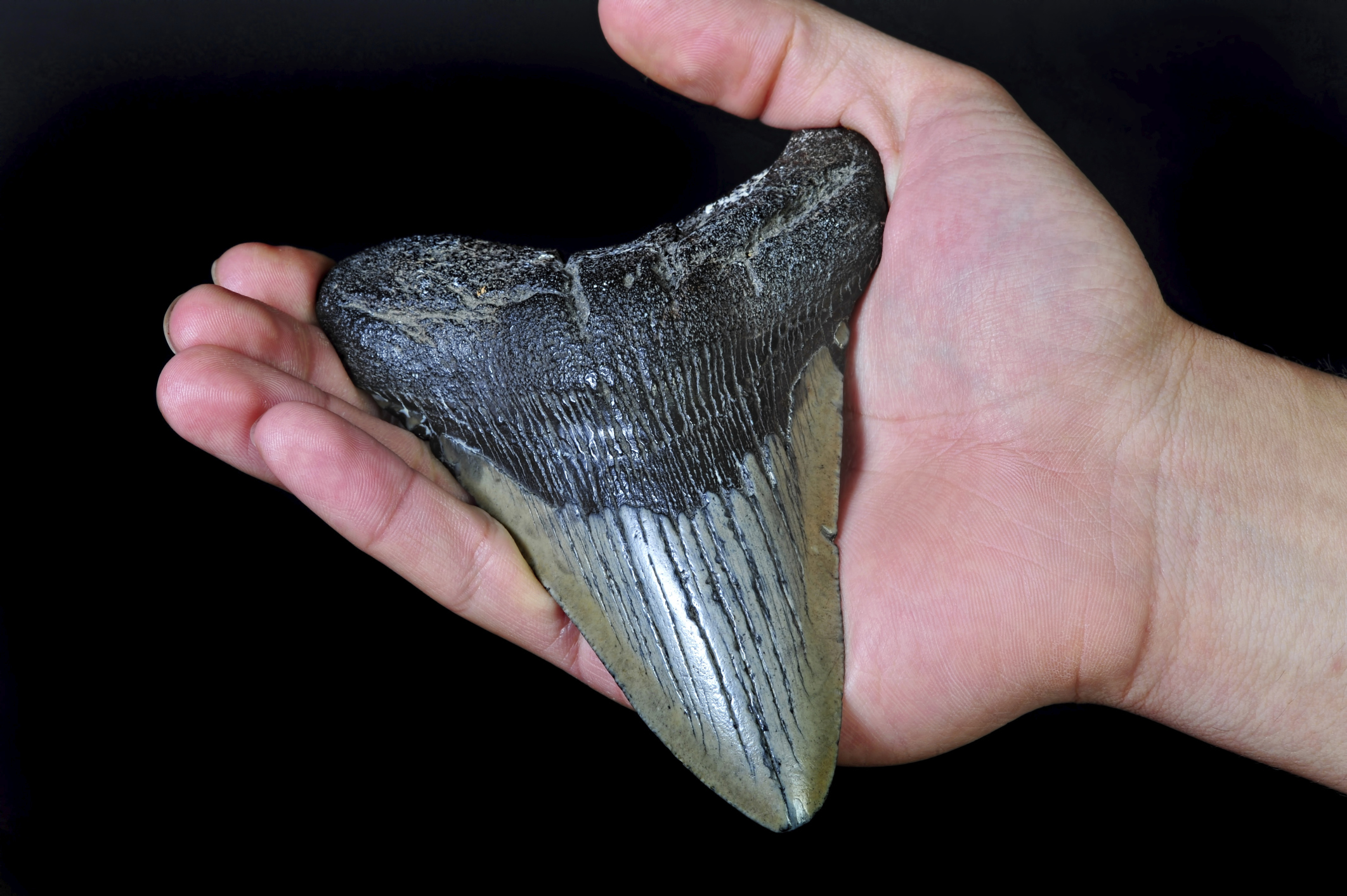 megalodon-facts-for-kids-sciencing