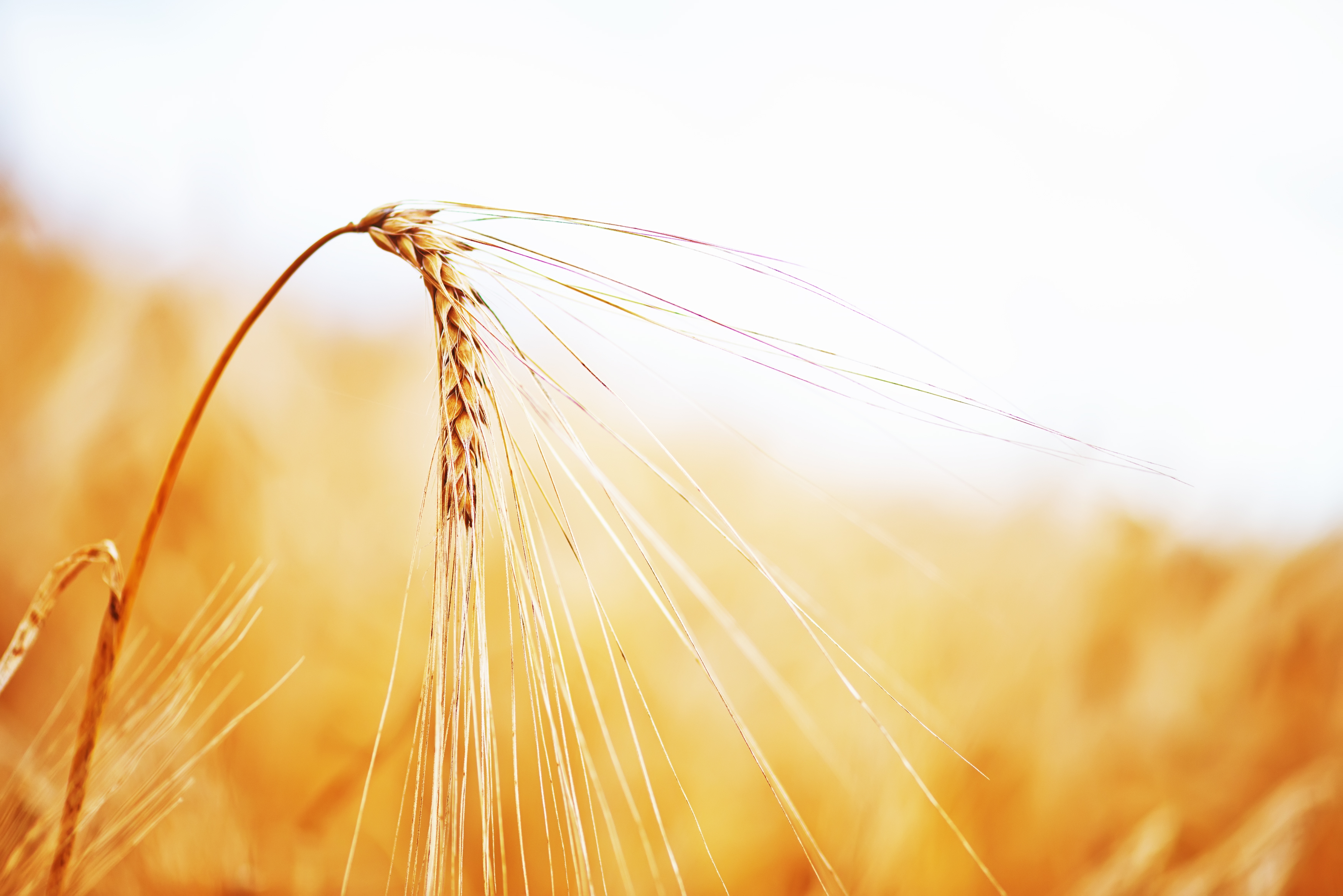 Wheat Grain & Eczema Healthfully