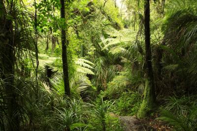 Rainforest Ecosystems for Kids Sciencing