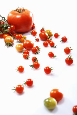 When To Pick Sweet 100 Tomatoes