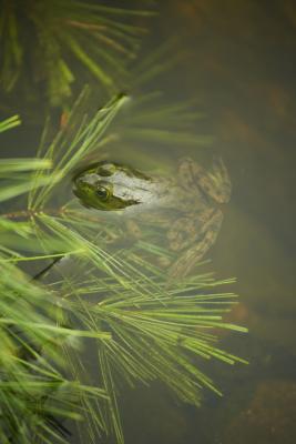 maxillary teeth in a frog