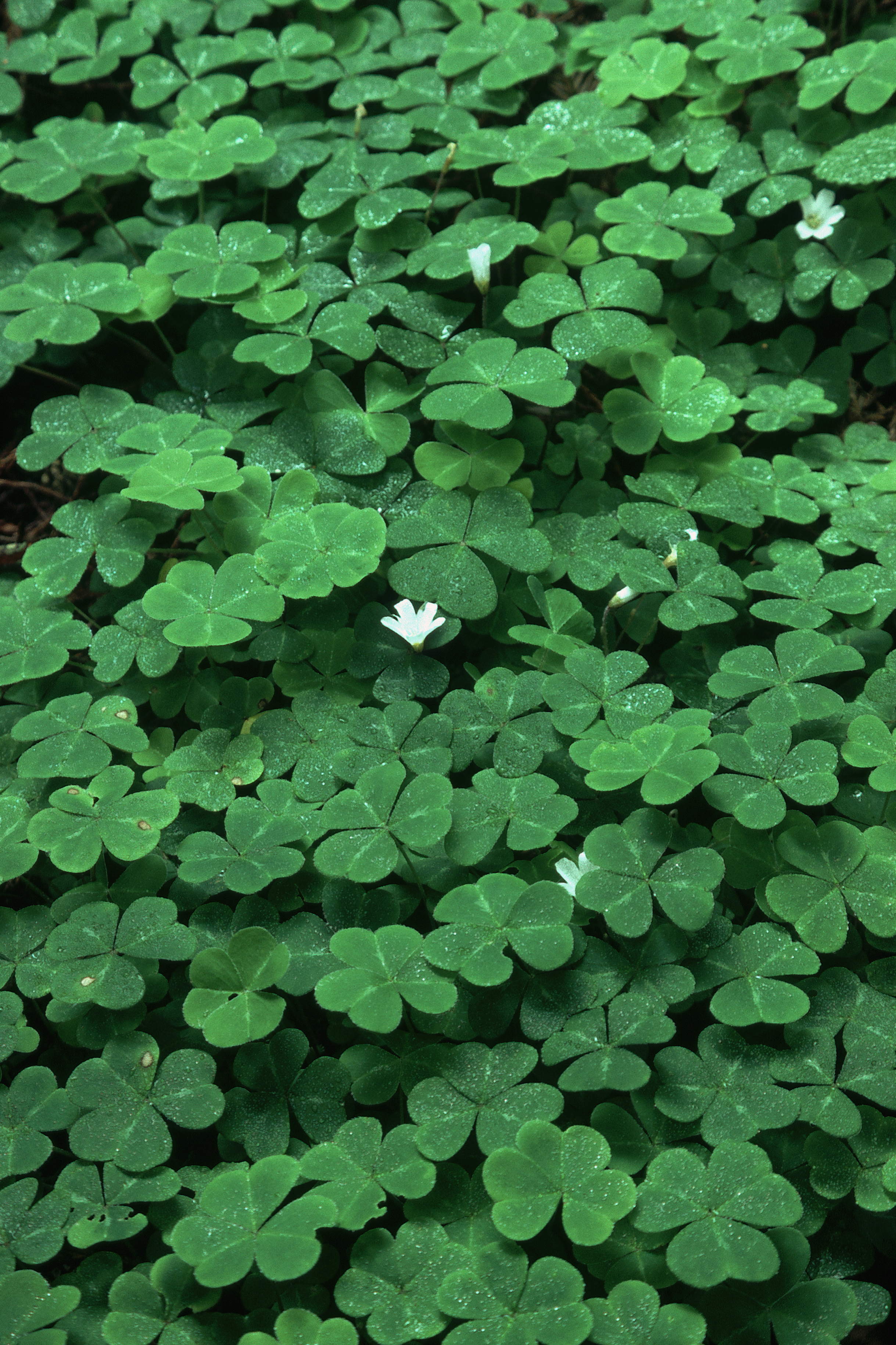 How to Kill Oxalis in the Lawn Garden Guides