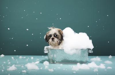 Recipe for a Natural Dog Shampoo That Won't Strip Natural Oils