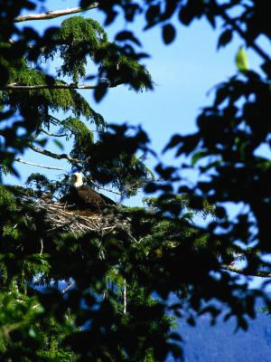 When Do Bald Eagles Lay Their Eggs After Mating? | Animals - mom.me