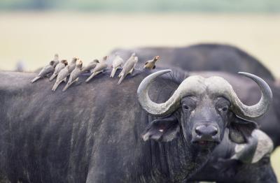 oxpecker and rhino relationship