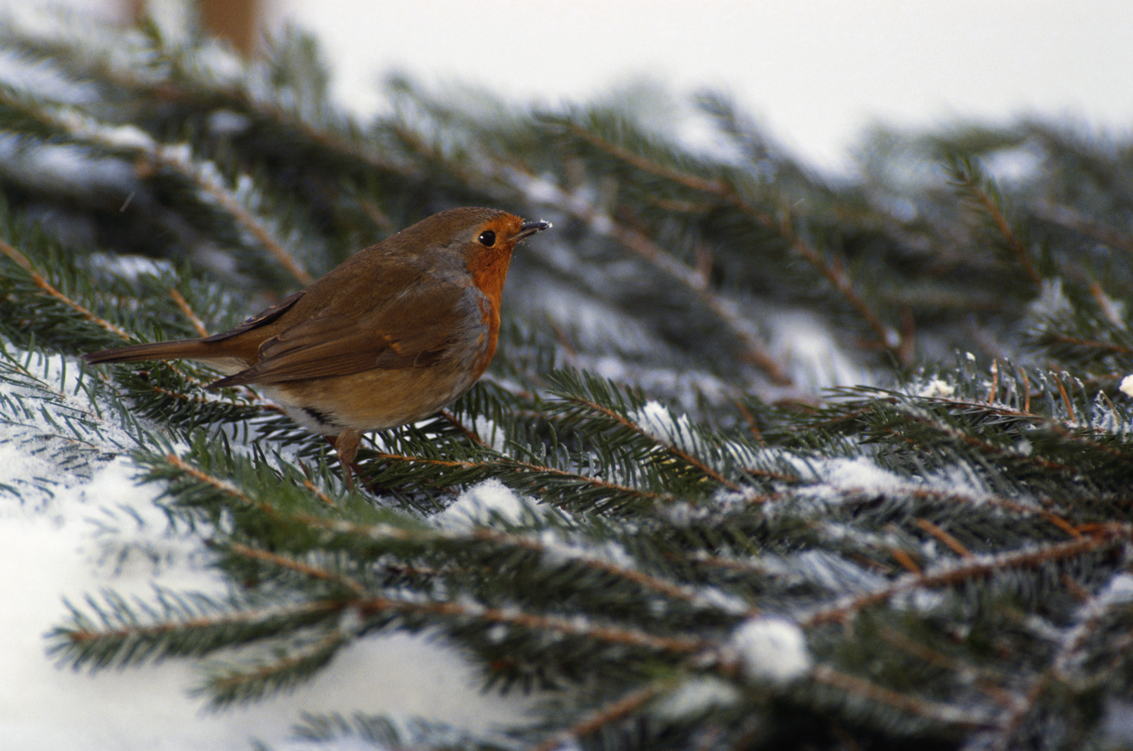 top 28 do all robins migrate birds see earth s top 28 do all robins migrate birds see earth s