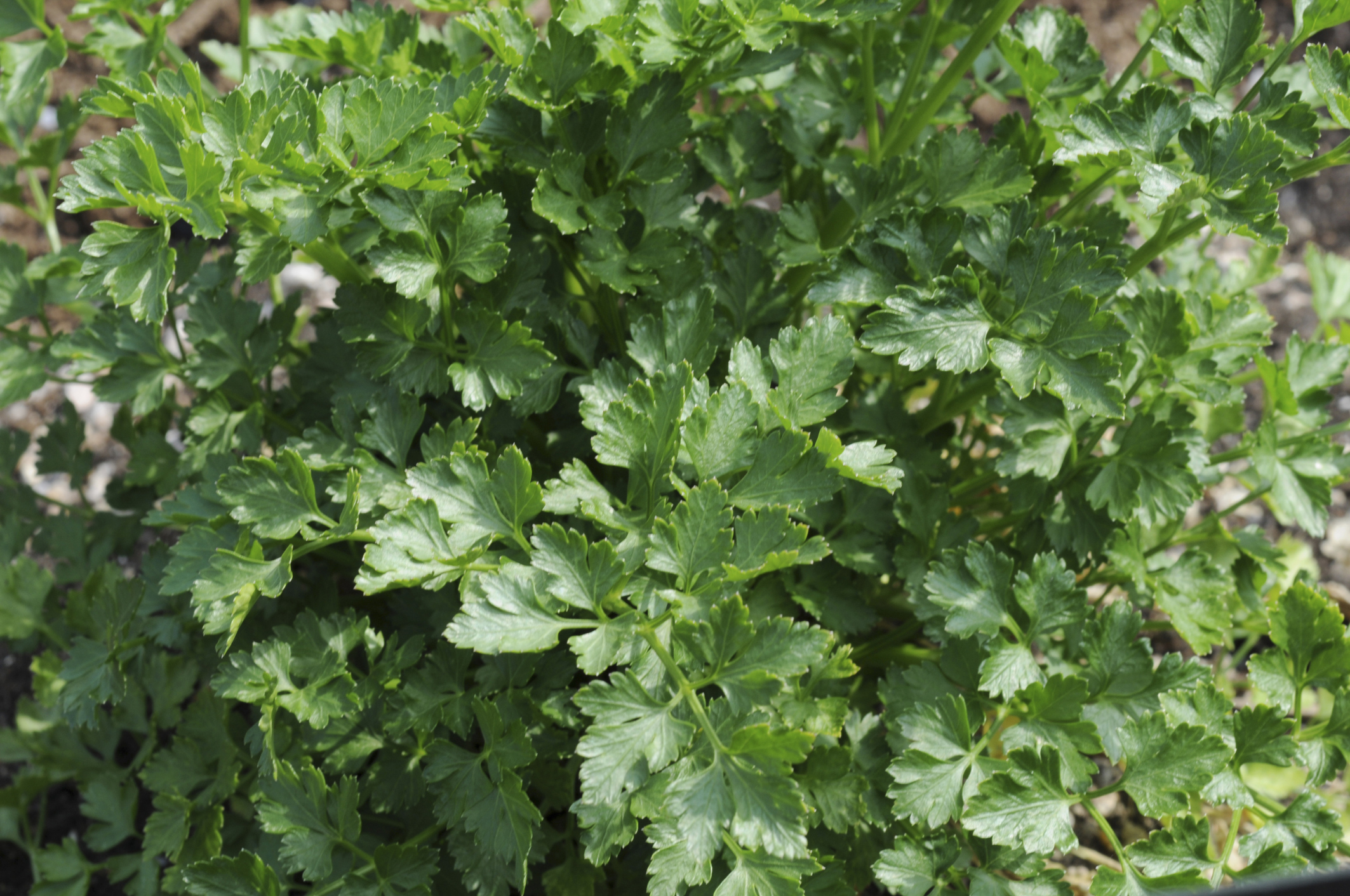 Nutrition Facts on Sorrel Healthfully