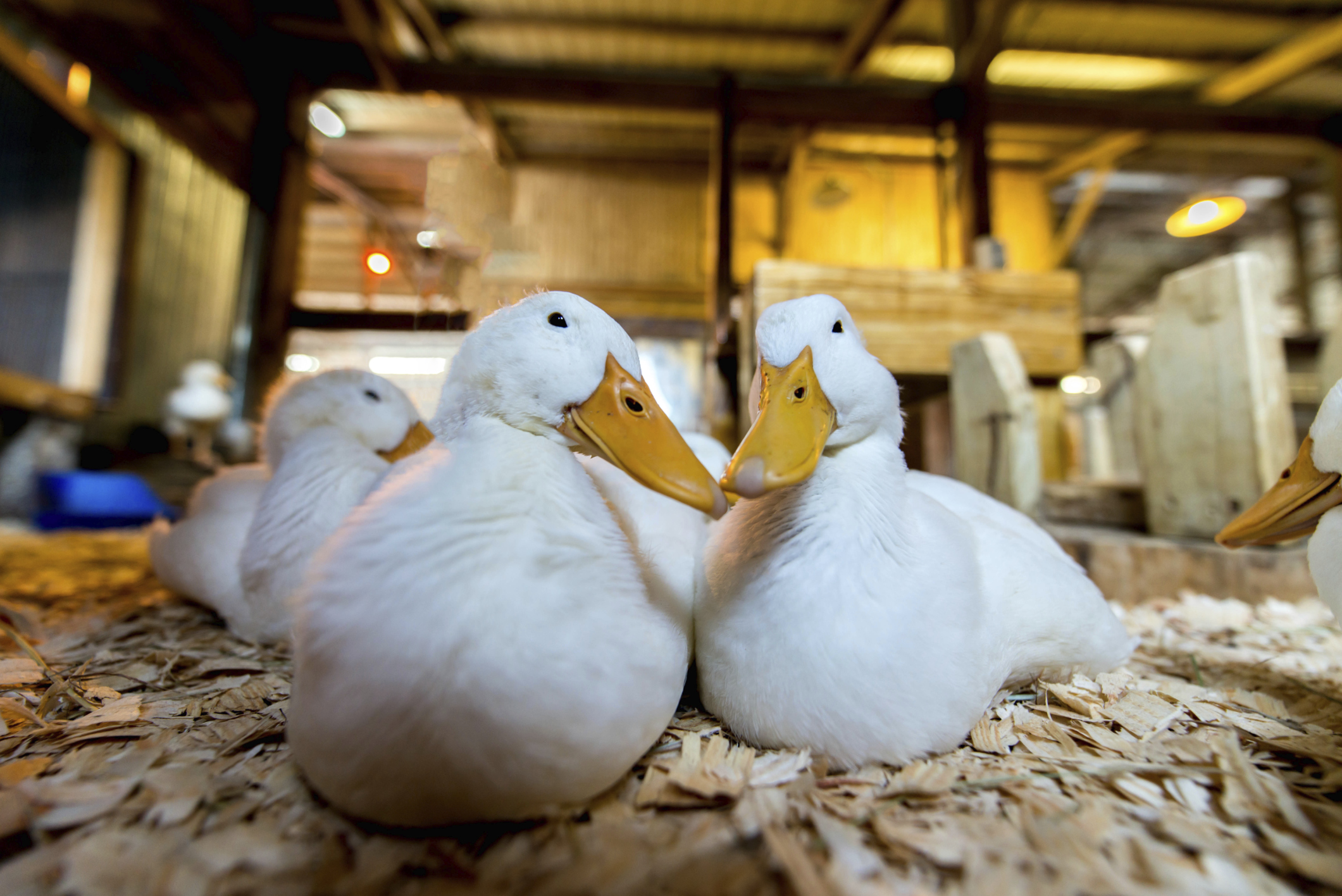 What Are Duck Mites? Animals mom.me