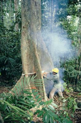 Human activities do the logging