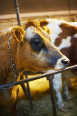 El aceite de melocotón para las máscaras a la persona seca
