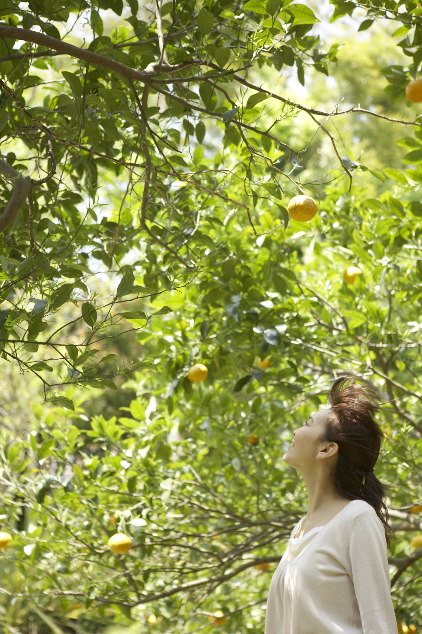 Why Do Lemon Tree Leaves Turn Yellow? Home Guides SF Gate