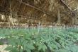 Siberian Ginseng for Improving